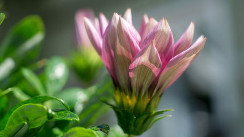 Close-up of pink flowering plant