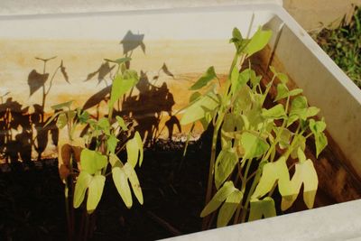 Plants growing on a tree