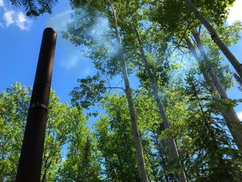 Low angle view of trees against sky