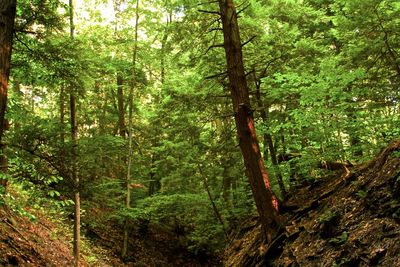 Trees in forest