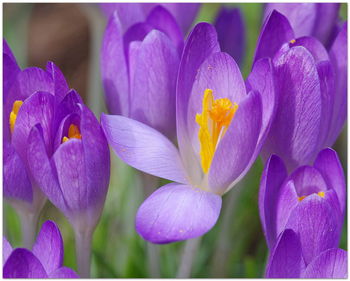 Close-up of purple crocus blooming outdoors