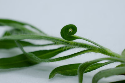 Close-up of green leaves on plant against white background