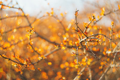 Close-up of tree during autumn