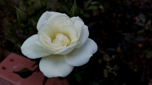 Close-up of white flowers blooming outdoors