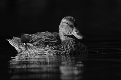 Duck swimming in lake