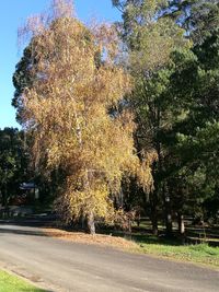 Road by trees against sky during autumn