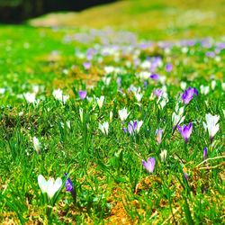 Close-up of purple crocus flowers on field