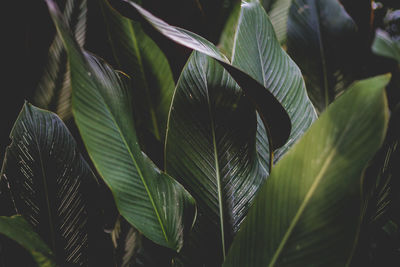 Close-up of fresh green plant