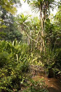 Palm trees in forest