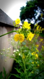 Close-up of yellow flowers