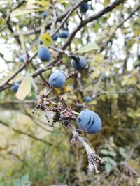 Close-up of ball on tree