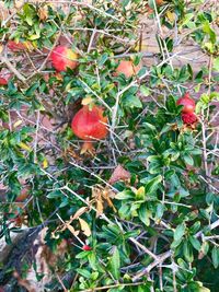 Close-up of apples on tree