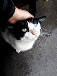 Close-up portrait of cat