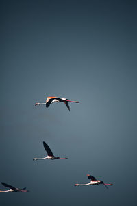 Low angle view of flamingos flying in sky