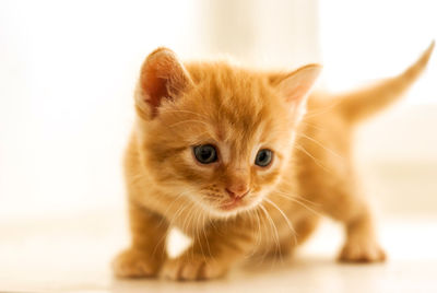 Close-up portrait of cat