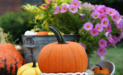 Close-up of pumpkin on flowering plants during autumn