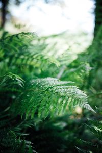 Close-up of fern leaves