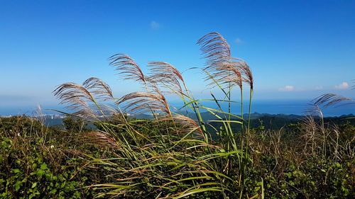 Plants growing on field against clear blue sky
