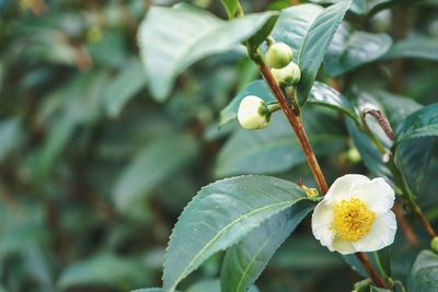 Close-up of white flowering plant