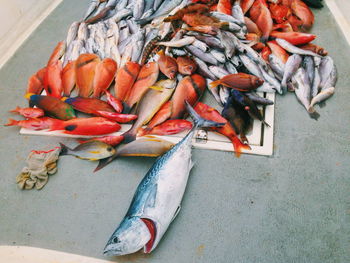 High angle view of fishes in boat