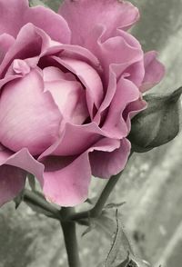 Close-up of flower blooming outdoors