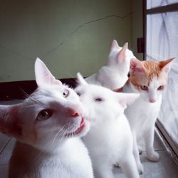 Close-up of kittens by window