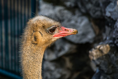 Close-up of a bird