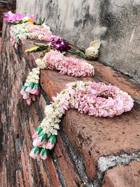 High angle view of pink flowering plant