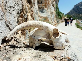 Close-up of animal skull