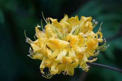 Single yellow flower wilting