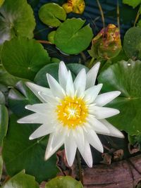 Close-up of flower blooming outdoors