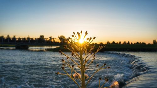 Close-up of plants against river during sunset