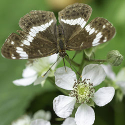 Close-up of butterfly pollinating on flower