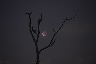 Low angle view of tree against sky