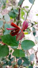 Close-up of insect on red flower