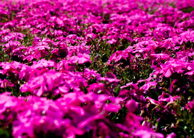 Full frame shot of pink flowers on field