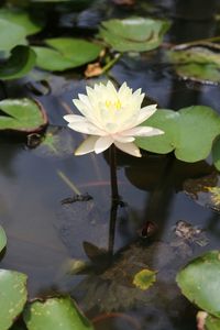 Water lily in lake