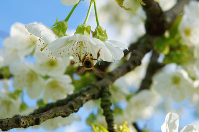 Low angle view of white flowering plant on branch