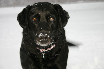Close-up portrait of wet dog during winter