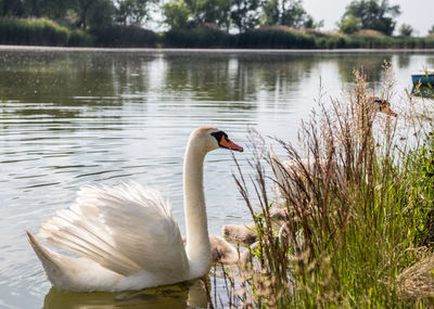 Swan swimming in lake