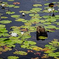 Water lily in lake