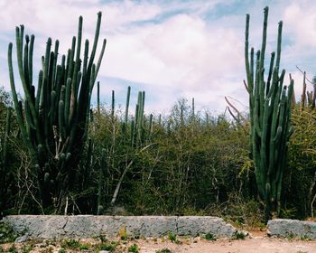 Plants growing on field