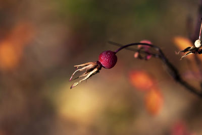 Close-up of red fruit on branch during winter