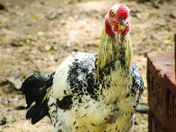 Close-up of a indian hen on a field, bird photography