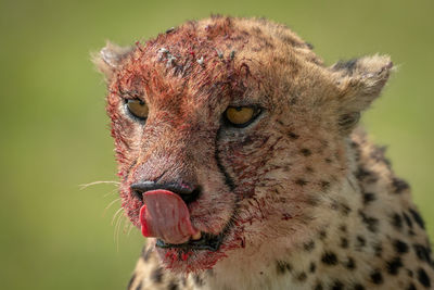 Close-up of cheetah sitting licking bloody nose