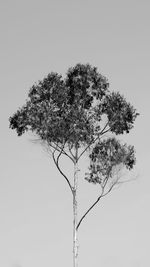 Low angle view of tree against clear sky