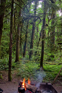 Trees in forest