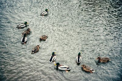 High angle view of people swimming in sea