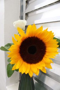 Close-up of sunflower