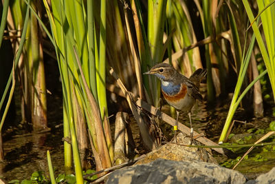 Bird perching on a plant